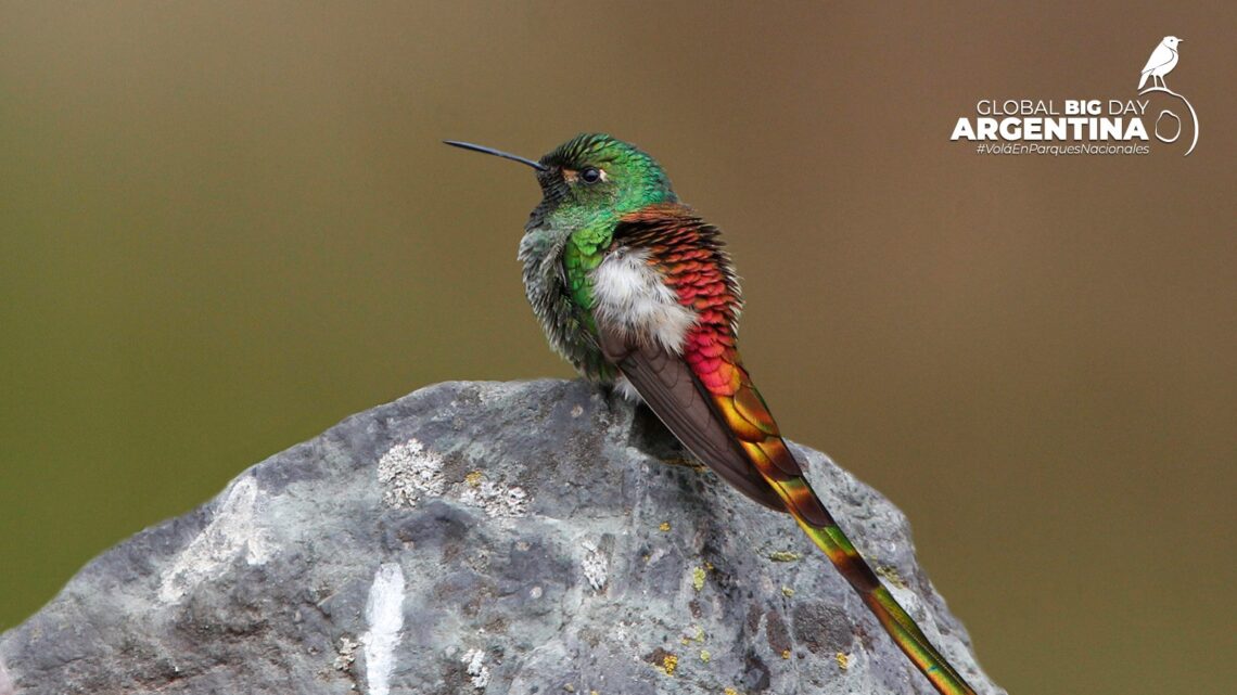 Global Big Day: Argentina se posiciona entre los 11 países con más biodiversidad de aves del mundo Global Big Day: Argentina se posiciona entre los 11 países con más biodiversidad de aves del mundo