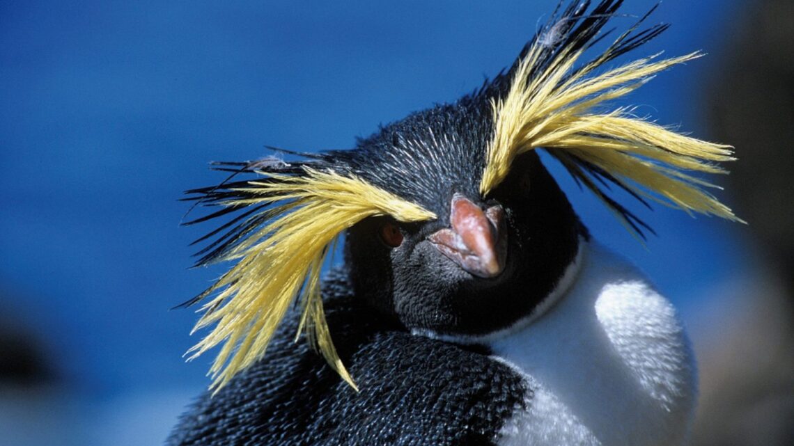 Registran una nueva especie de pingüino en Las Grutas, Río Negro Registran una nueva especie de pingüino en Las Grutas, Río Negro