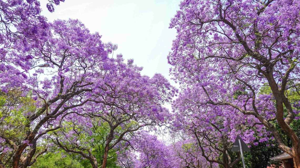 La historia del jacarandá, el hechizo lila de cada noviembre