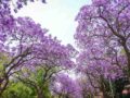 La historia del jacarandá, el hechizo lila de cada noviembre