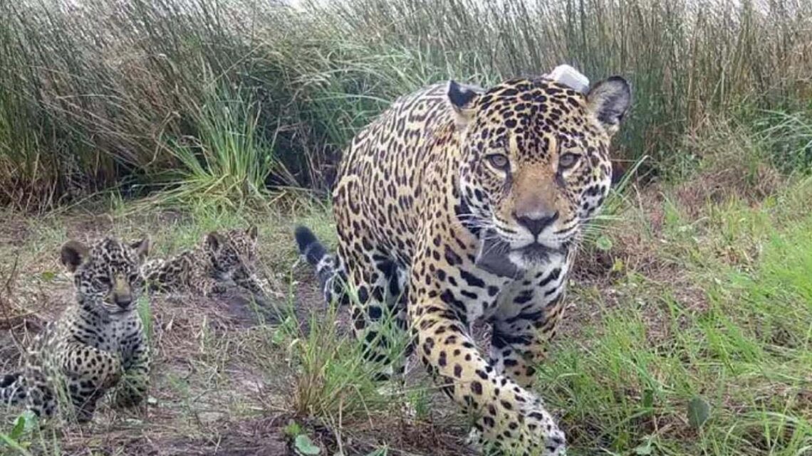 Se registraron dos nuevas crías de yaguareté en el Parque Nacional Iguazú