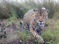 Se registraron dos nuevas crías de yaguareté en el Parque Nacional Iguazú