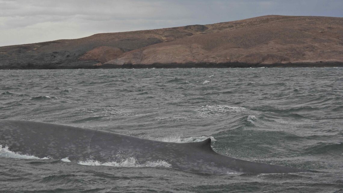 Histórico: Una ballena azul, el animal más grande del mundo, fue avistado en la costa de Chubut