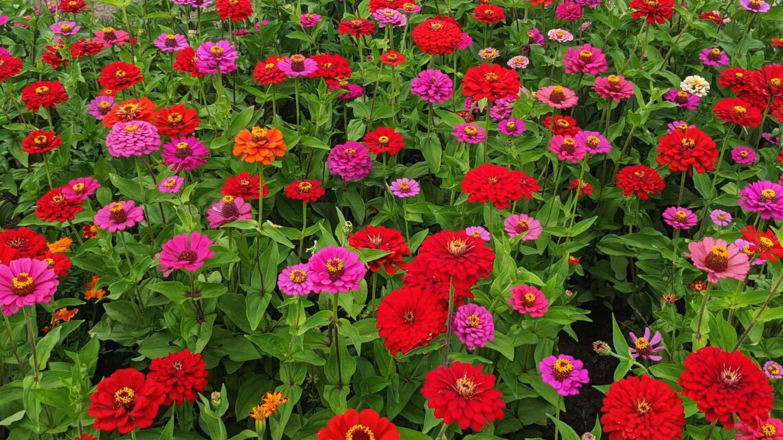 4 plantas ideales para sembrar en febrero