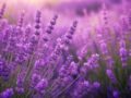 Cómo la lavanda puede convertirse en un nuevo método para alimentar baterías