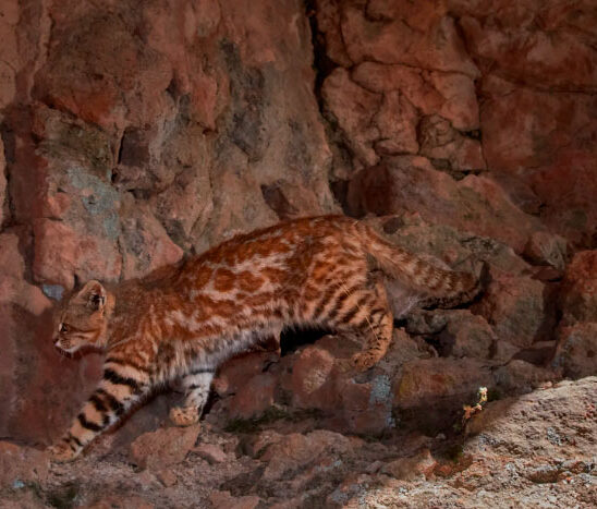 Después de cinco años, vuelven a ver al Gato del pajonal de Garlepp