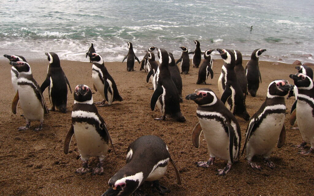 Punta Tombo: Hogar de Pingüinos