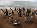 Punta Tombo: Hogar de Pingüinos
